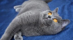 Szkocki prosty (zdjęcie): czułość i urok świata kotów